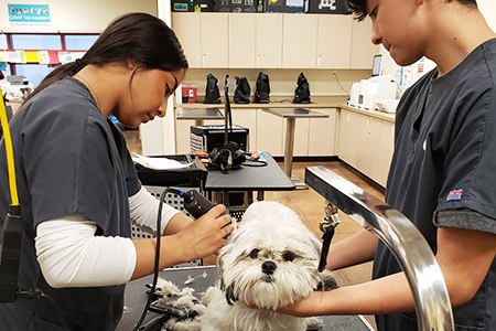 Two students grooming a cute little dog on an examination table